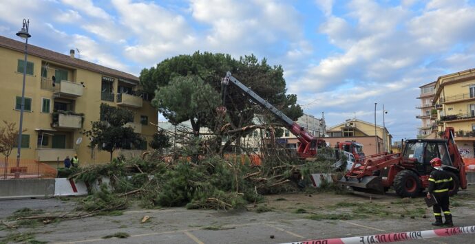 Vibo, cade un pino su viale Affaccio: sul posto vigili del fuoco e amministratori: «Ora verifiche su tutti gli alberi»