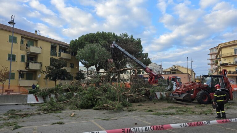 Vibo, cade un pino su viale Affaccio: sul posto vigili del fuoco e amministratori: «Ora verifiche su tutti gli alberi»