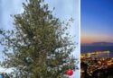 Un Grinch rovina il Natale a Vibo Marina: vandalizzato l’albero che illuminava il lungomare