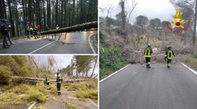 Maltempo nel Vibonese, alberi e pali caduti sulle strade per il forte vento: numerosi interventi dei vigili del fuoco