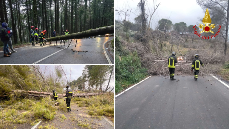 Maltempo nel Vibonese, alberi e pali caduti sulle strade per il forte vento: numerosi interventi dei vigili del fuoco