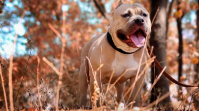 Palmi, aggredito da un pitbull mentre è a passeggio con il suo cane: ferito in varie parti del corpo