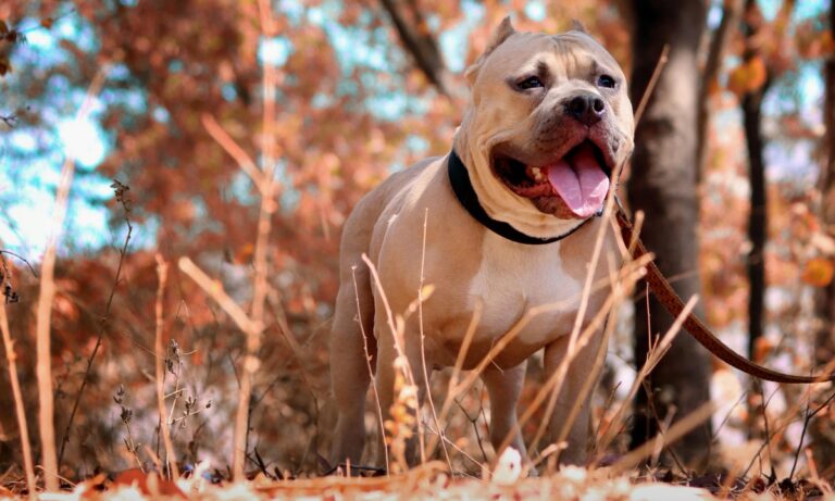 Palmi, aggredito da un pitbull mentre è a passeggio con il suo cane: ferito in varie parti del corpo