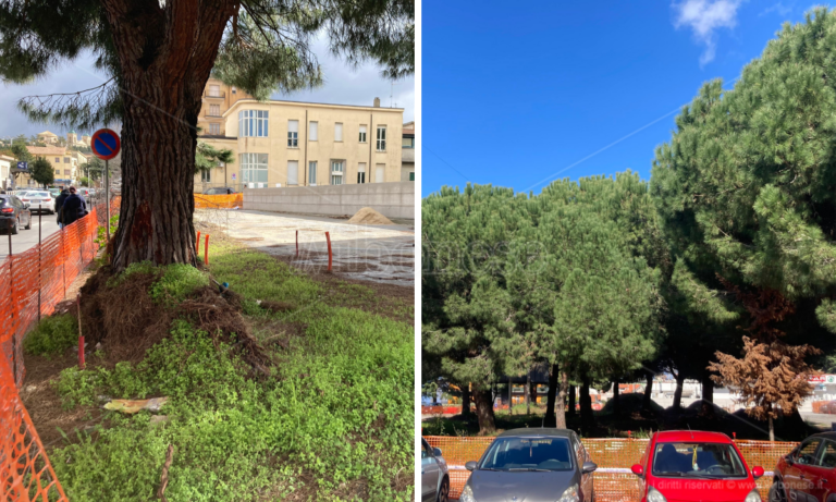 Pini di piazza Salvemini, il Pd di Vibo: «Purtroppo vanno abbattuti, chi non è d’accordo ricorra al Tar»
