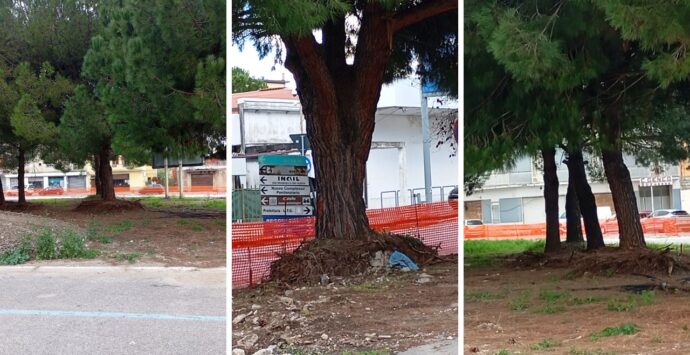 «Giù le mani dai pini di piazza Salvemini, il Comune mostri le carte»: Italia Nostra ingaggia battaglia a colpi di Pec