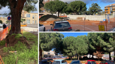 Alberi a rischio in Piazza Salvemini a Vibo, Sinistra Italiana: «Il Comune convochi urgentemente un tavolo tecnico»