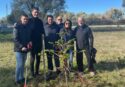 Vibo diventa più verde, 32 nuovi alberi piantati grazie all’iniziativa del Comune