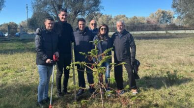 Vibo diventa più verde, 32 nuovi alberi piantati grazie all’iniziativa del Comune