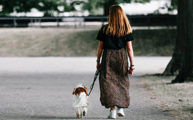 Vibo, multe fino a mille euro per chi non pulisce dove il proprio cane sporca: la stretta del Comune