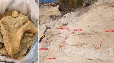 Trovato un fossile risalente a 7 milioni di anni fa tra Santa Domenica e Tropea: è il cranio di un sirenio