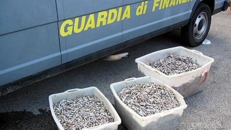 Pesca di frodo: nel Reggino le Fiamme gialle sequestrano un carico illegale da 1,5 tonnellate di novellame non commestibile