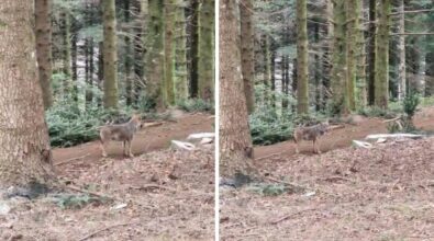 Serra San Bruno, ecco il lupo: il magico incontro tra i boschi ai piedi di Monte Pecoraro