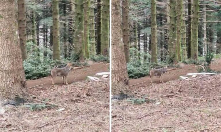 Serra San Bruno, ecco il lupo: il magico incontro tra i boschi ai piedi di Monte Pecoraro