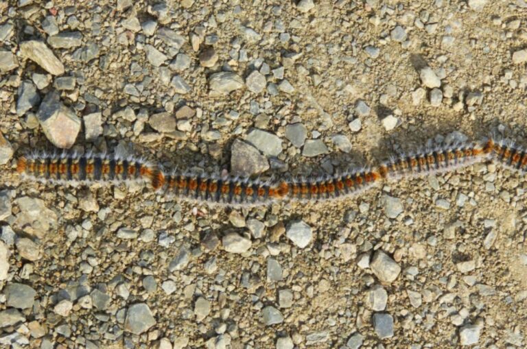 Processionaria a Ricadi, rientra in parte l’allarme: riaperto il campo sportivo ma l’attenzione resta alta