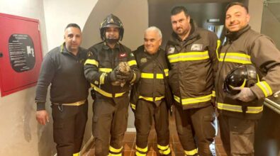 Soriano, “gufo” intrappolato nel vano ascensore del Polo museale salvato dai vigili del fuoco