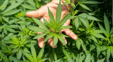Cannabis light, il Decreto sicurezza colpisce anche il Vibonese: «Non sappiamo cosa dire ai nostri dipendenti»