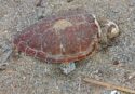 Tartaruga spiaggiata a Pizzo, continua la moria di Caretta Caretta lungo la Costa degli dei