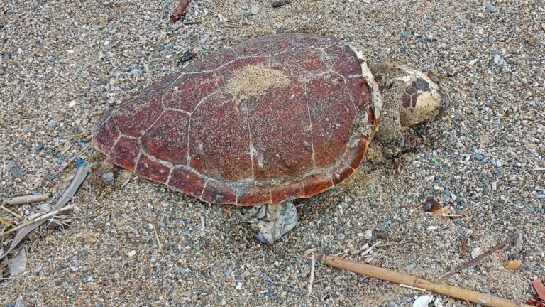 Tartaruga spiaggiata a Pizzo, continua la moria di Caretta Caretta lungo la Costa degli dei