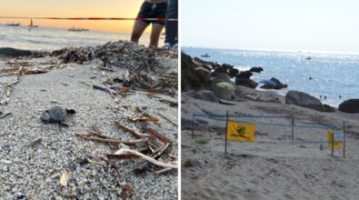 Tropea diventa “Comune amico delle tartarughe marine” grazie all’intesa con Legambiente per la tutela dei siti di nidificazione