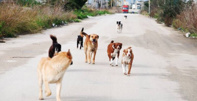 Emergenza randagismo, convegno a Vibo con il Rotary Club Hipponion e le associazioni di protezione animali del territorio
