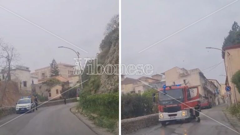 Tropea, a fuoco un albero in contrada Marina Vescovado: intervento tempestivo dei pompieri che evitano il propagarsi del rogo
