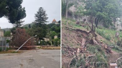 Maltempo a Tropea, le forti raffiche di vento sradicano tre alberi. Divelto anche un lampione